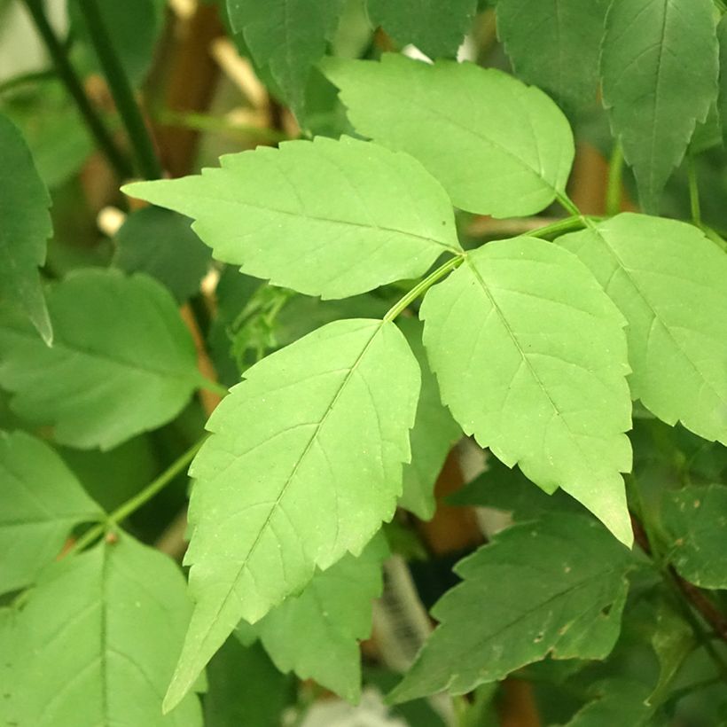 Podranea ricasoliana Comtesse Sarah (Foliage)