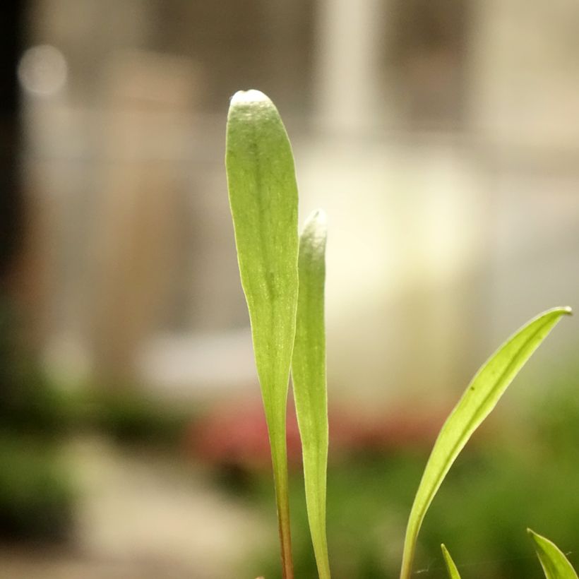 Pogonia ophioglossoides  (Foliage)