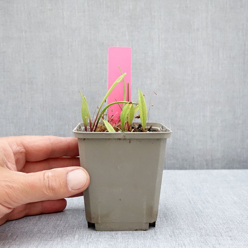 Pogonia ophioglossoides  8/9 cm pot sample as delivered in summer