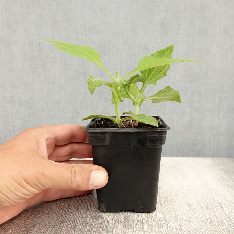 Smallanthus sonchifolius - Organic Earth Pear 8/9 cm pot sample as delivered in summer