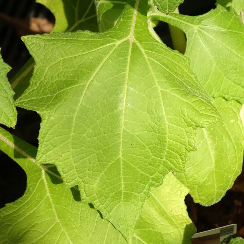 Smallanthus sonchifolius - Earth Pear or Yacón (Foliage)