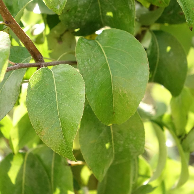 Pyrus communis Beurré Giffard - Pear Tree (Foliage)