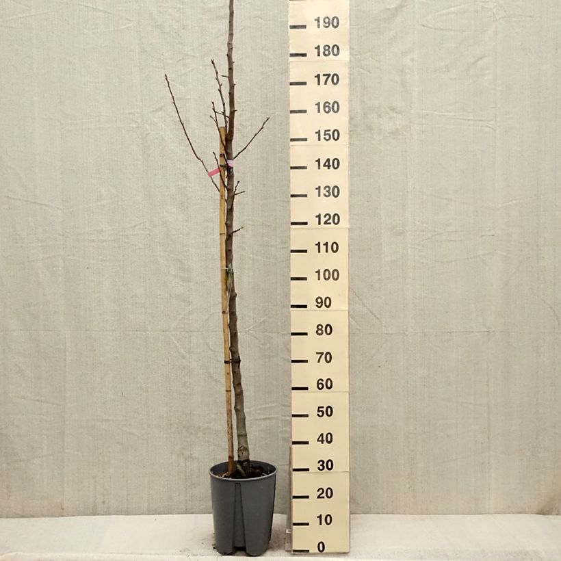 Pyrus communis Beurre Hardy - Pear Tree 7.5L/10L pot, Half standardShipped height around 150/175cm sample as delivered in spring