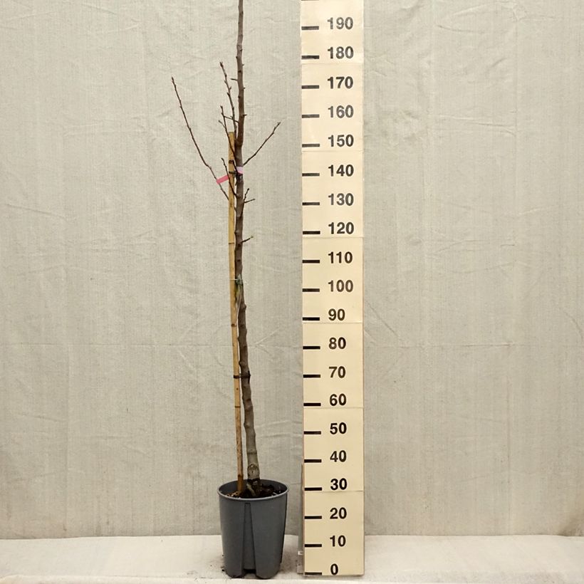 Pyrus communis Beurre Hardy - Pear Tree sample as delivered in spring