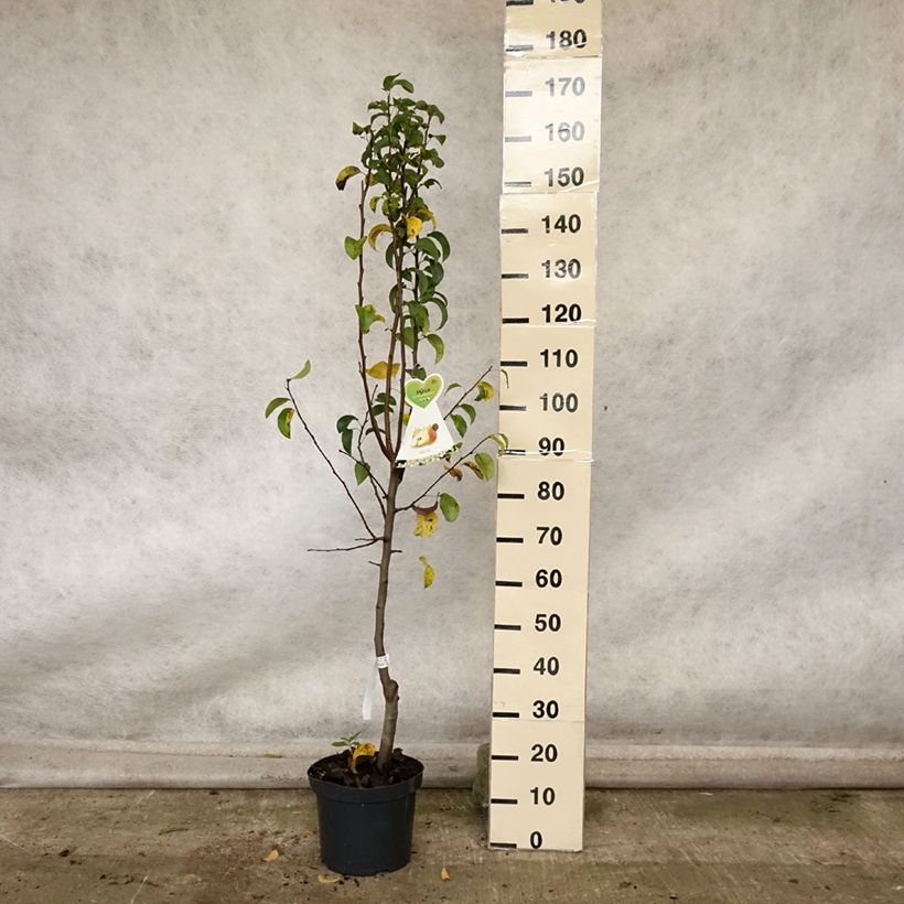 Pyrus communis Beurre Hardy - Pear Tree 7.5L/10L pot, Goblet sample as delivered in autumn