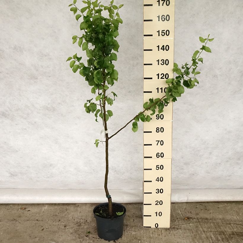 Pyrus communis Beurre Hardy - Pear Tree 7.5L/10L pot, GobletShipped height around 140/160cm sample as delivered in spring