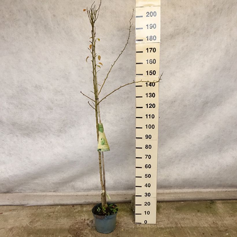 Pyrus communis Charneux - Pear Tree 7.5L/10L pot, Half standard sample as delivered in autumn