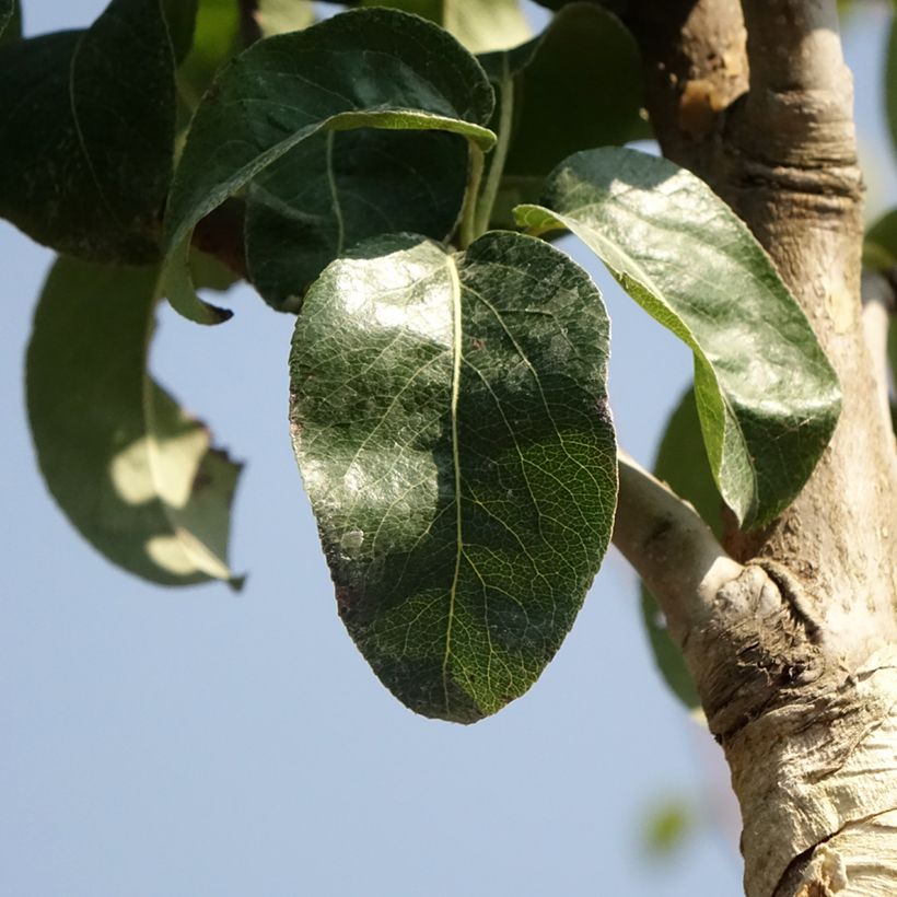 Pyrus communis Charneux - Pear Tree (Foliage)