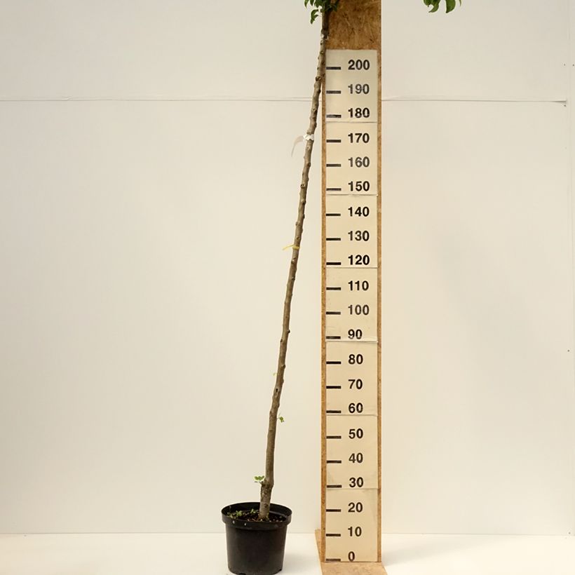Pyrus communis Charneux - Pear Tree 7.5L/10L pot, StandardShipped height around 175/+cm sample as delivered in spring