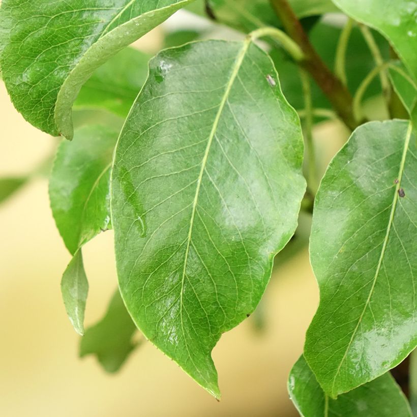 Pyrus communis Londres - Pear Tree (Foliage)