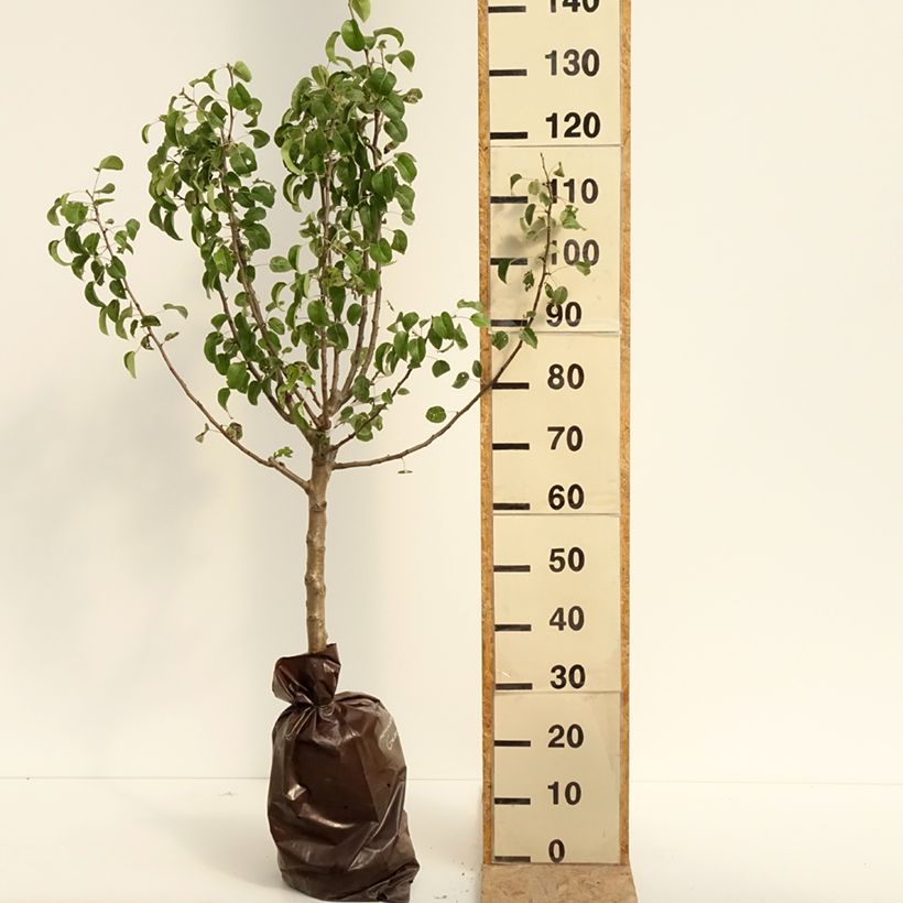 Pyrus communis Comtesse de Paris - Pear Tree Ready-to-plant root ball, Goblet sample as delivered in summer