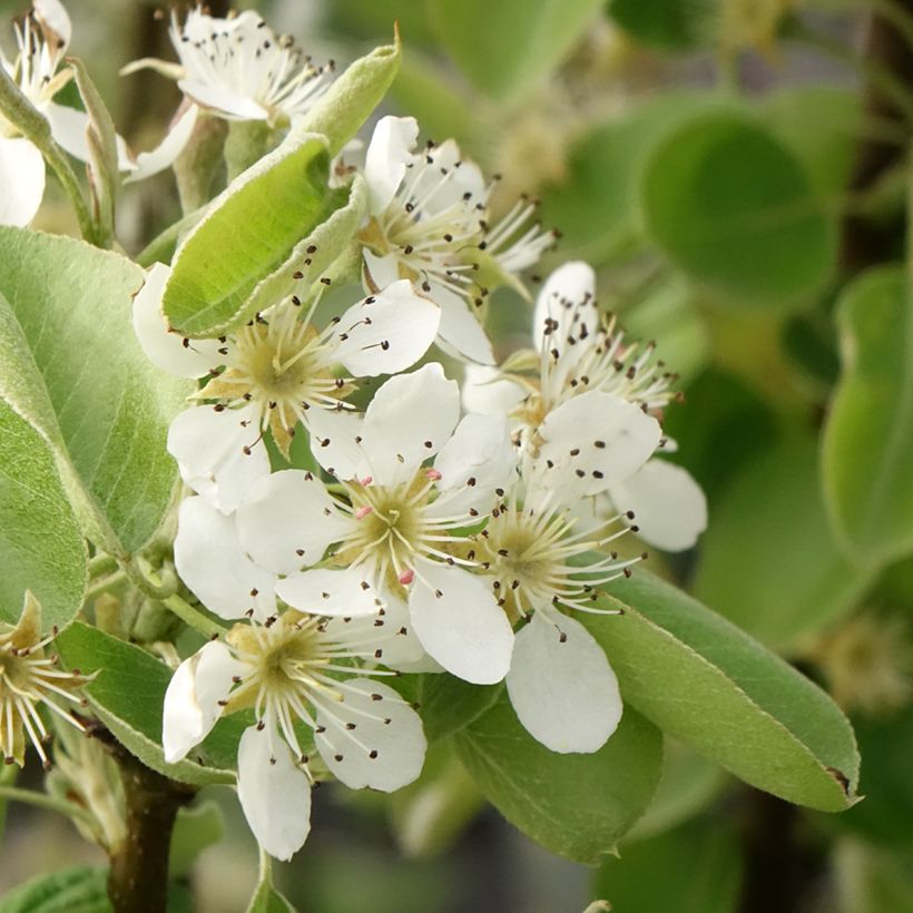 Pyrus communis Comtesse de Paris - Pear Tree (Flowering)