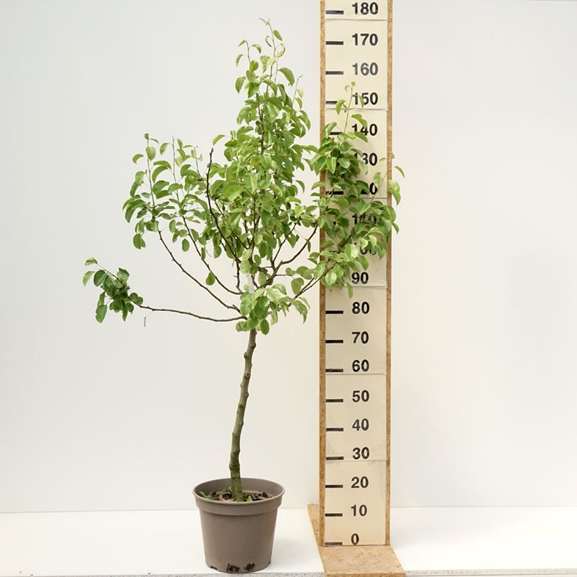 Pyrus communis Comtesse de Paris - Pear Tree 7.5L/10L pot, ScionShipped height around 130/150cm sample as delivered in spring
