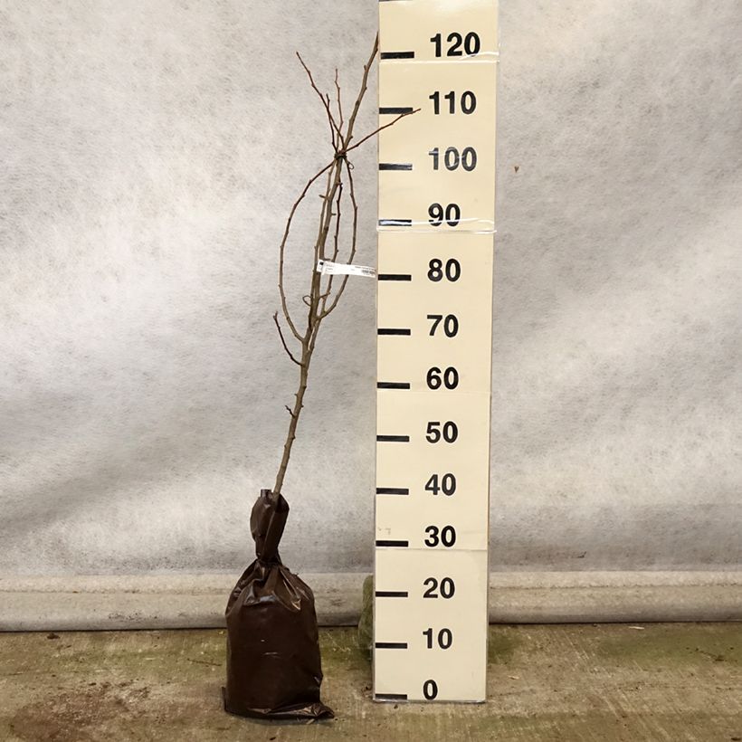 Pyrus communis Comtesse de Paris - Pear Tree Ready-to-plant root ball, Scion sample as delivered in autumn