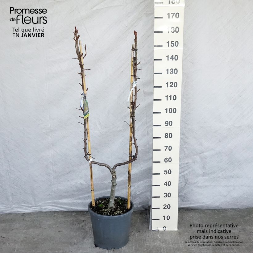 Pyrus communis Conférence - U shape Pear Tree sample as delivered in winter