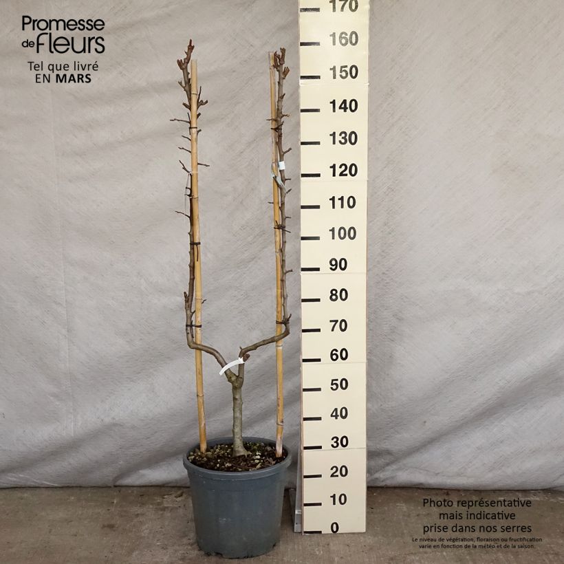 Pyrus communis Conférence - Pear Tree sample as delivered in spring