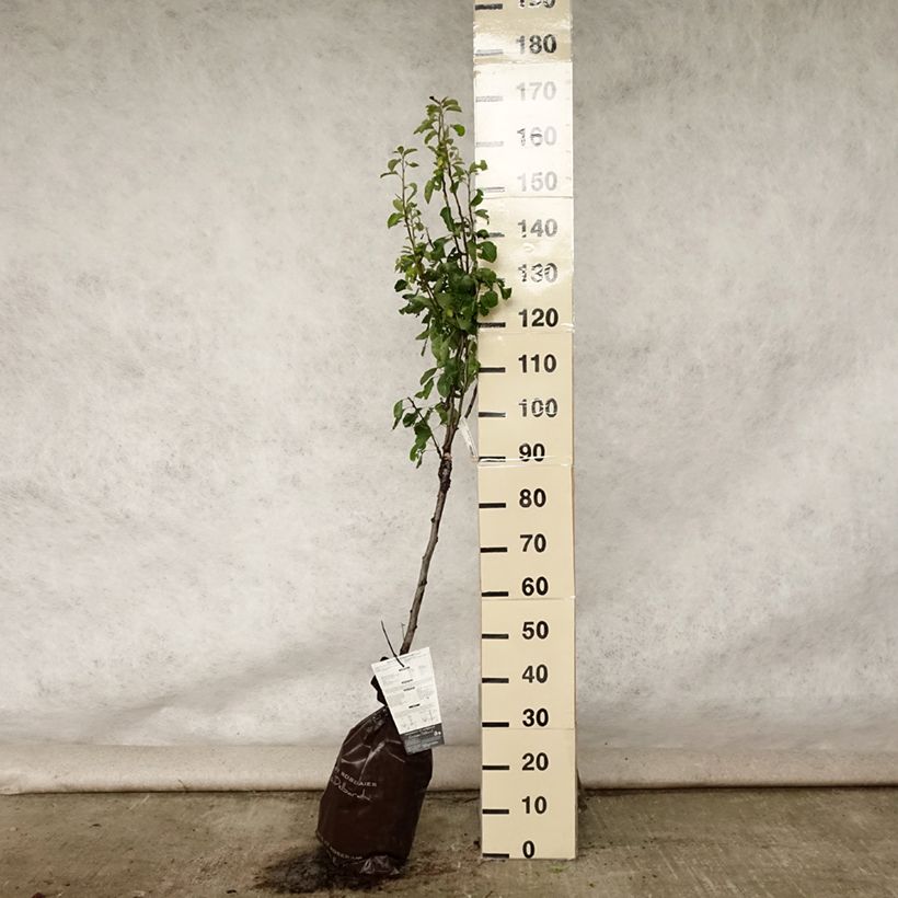 Pyrus communis Delbard Gourmande - Pear Tree Ready-to-plant root ball, Goblet sample as delivered in summer