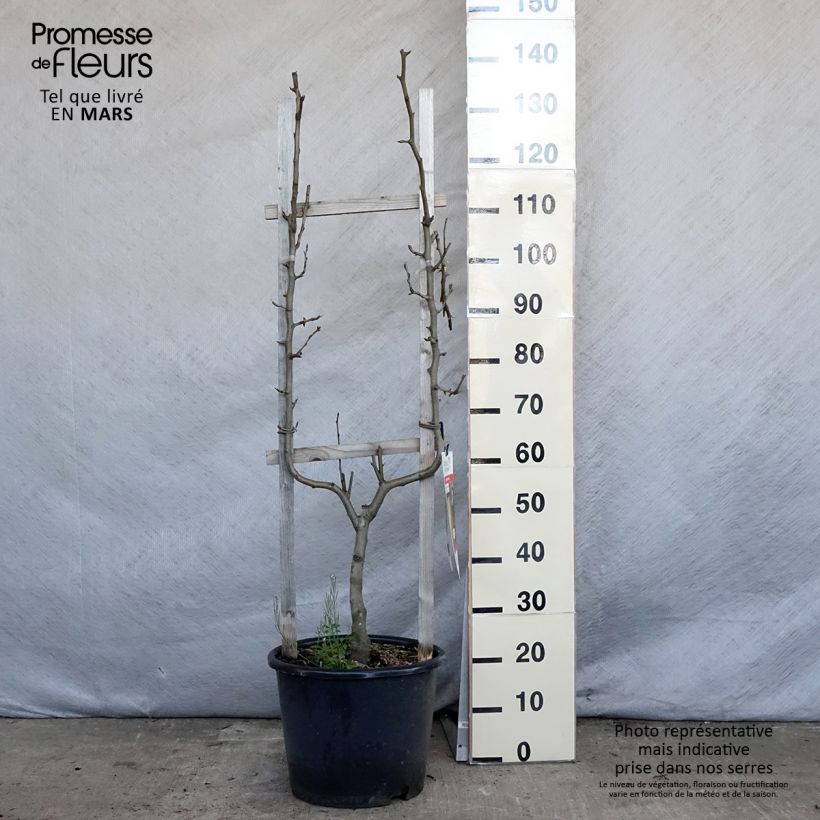 Pyrus communis Doyenné du Comice - Pear Tree sample as delivered in spring