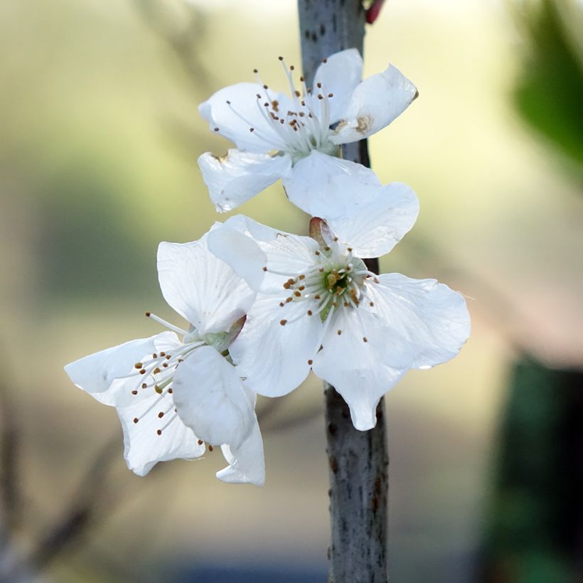 Pyrus communis Doyenné du Comice - Pear Tree (Flowering)