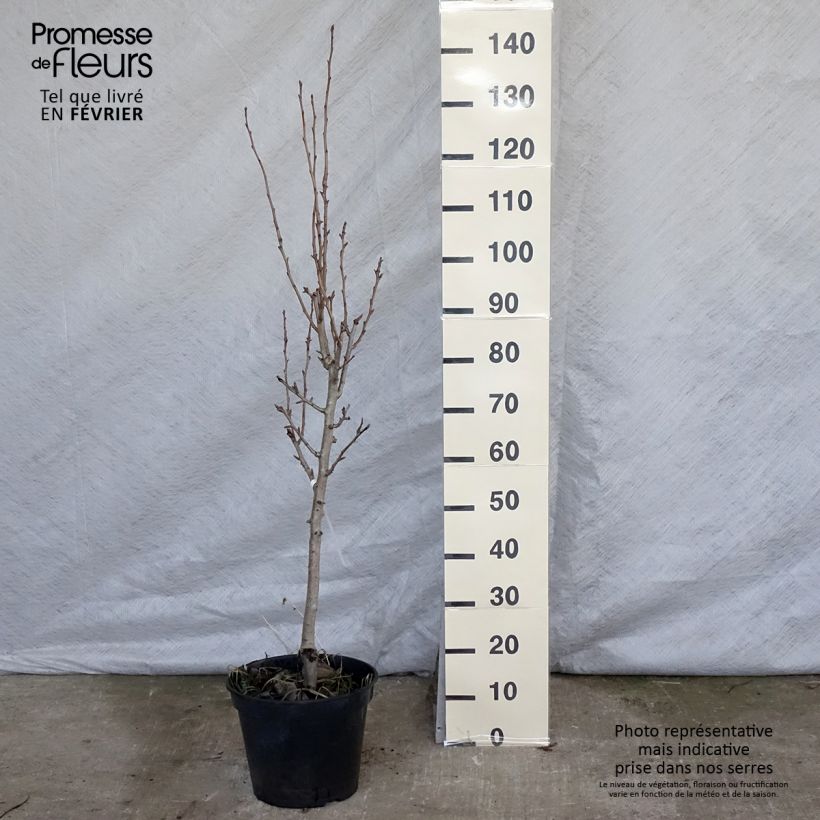Pyrus communis Duchesse d'Angouleme - Pear Tree sample as delivered in winter