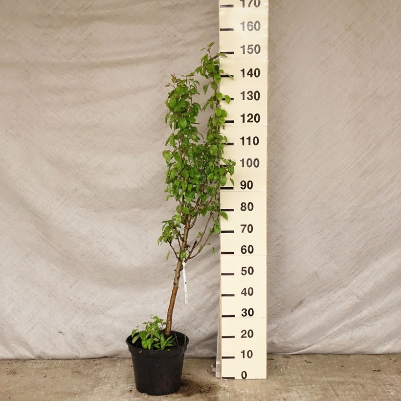 Pyrus communis Duchesse d'Angouleme - Pear Tree 7.5L/10L pot, GobletShipped height around 140/160cm sample as delivered in spring