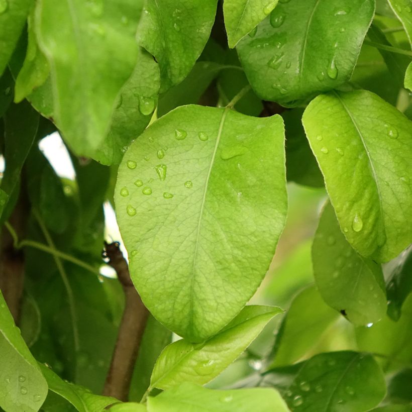 Pear tree Duo - Pyrus communis Conference and Williams (Foliage)
