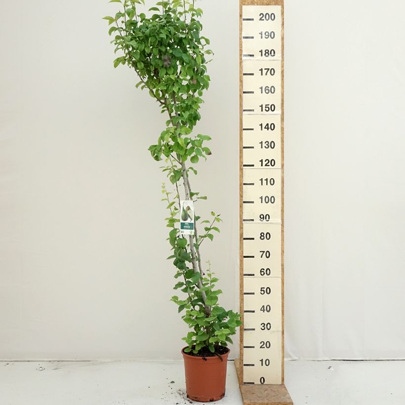 Duo pear tree - Pyrus communis Conference, Williams 7.5L/10L pot sample as delivered in summer