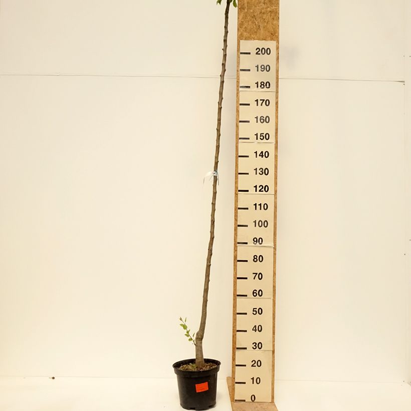 Pyrus communis Durondeau - Pear Tree 7.5L/10L pot, StandardShipped height around 175/+cm sample as delivered in spring