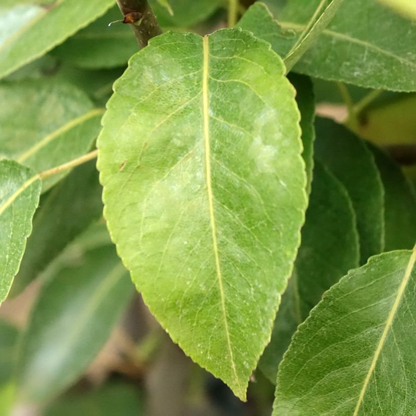 Pyrus communis Epine du Mas - Pear Tree (Foliage)