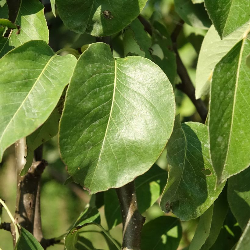 Pyrus communis Fertilia Delbard - Pear Tree (Foliage)
