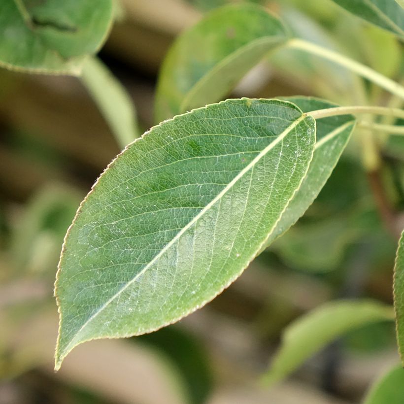 Pyrus communis Fertilia Delbard - Pear Tree (Foliage)