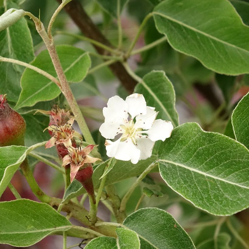 Pyrus communis General Leclerc - Pear Tree (Flowering)