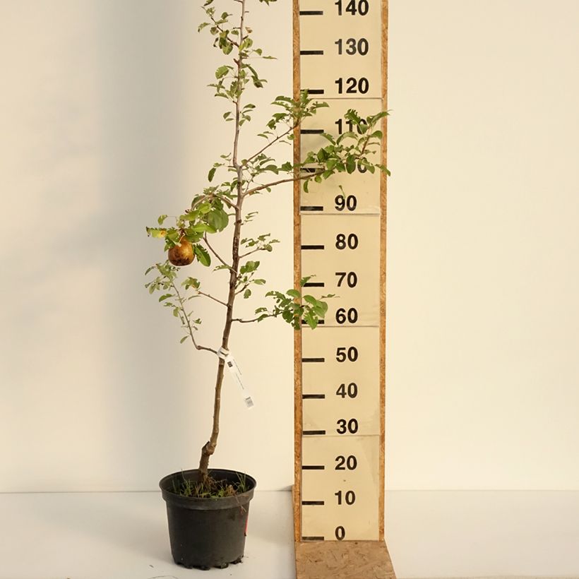 Pyrus communis General Leclerc - Pear Tree 7.5L/10L pot, Scion sample as delivered in summer