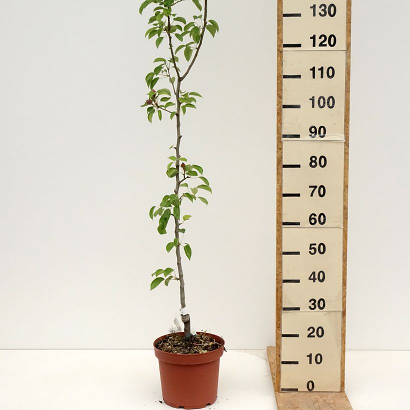 Pyrus communis Jules Guyot - Pear Tree 7.5L/10L pot, ScionShipped height around 80/100cm sample as delivered in spring