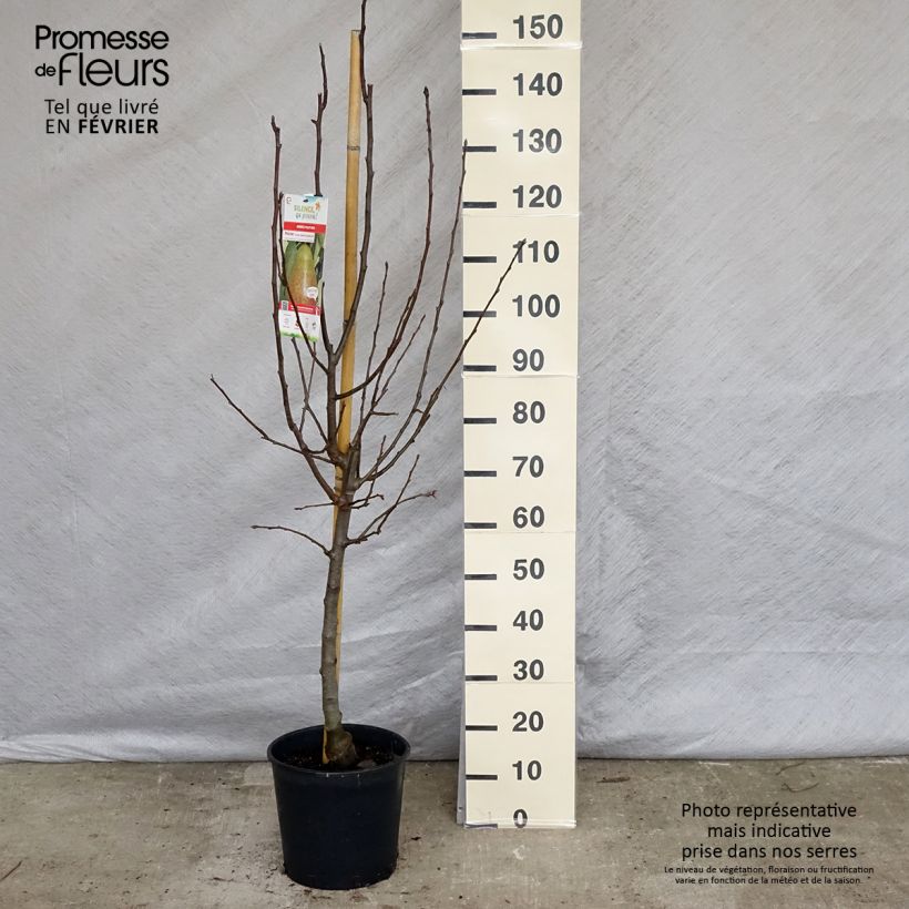 Pyrus communis Louise Bonne d'Avranches - Pear Tree sample as delivered in winter