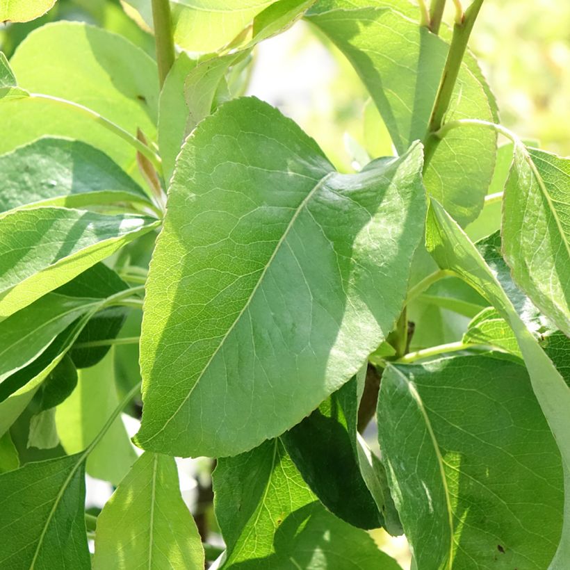 Pyrus communis Fruit Me Williams Bon-Chrétien - Pear Tree (Foliage)