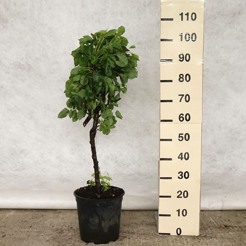 Pyrus communis Luisa - Common Pear 7.5L/10L potShipped height around 60/80cm sample as delivered in spring