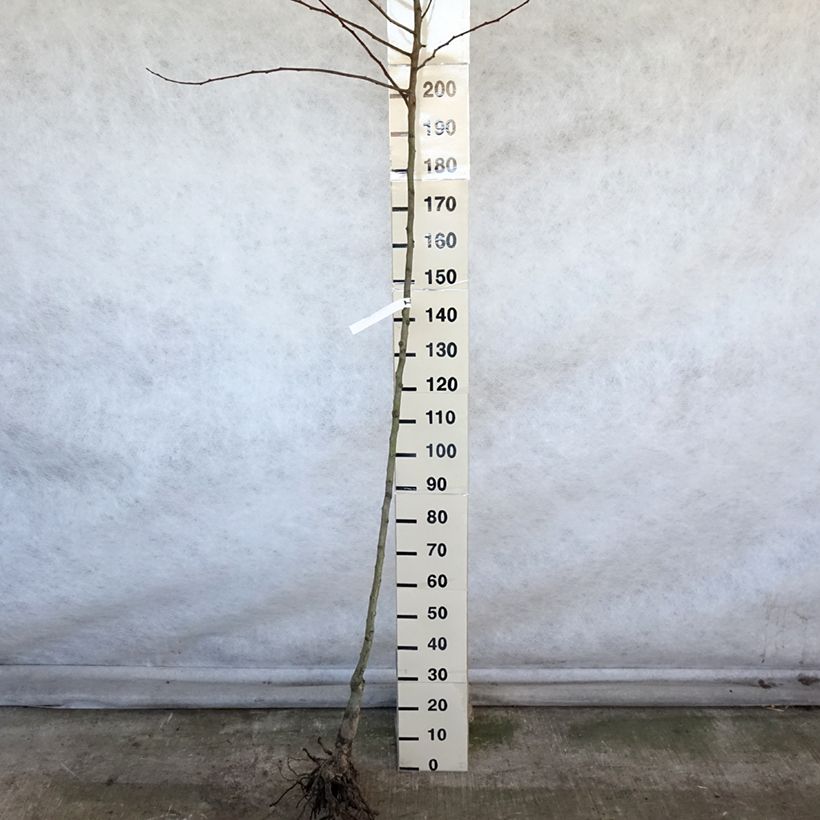 Pyrus communis Saint Rémy - Pear Tree Bare root, StandardShipped height around 250cm sample as delivered in winter