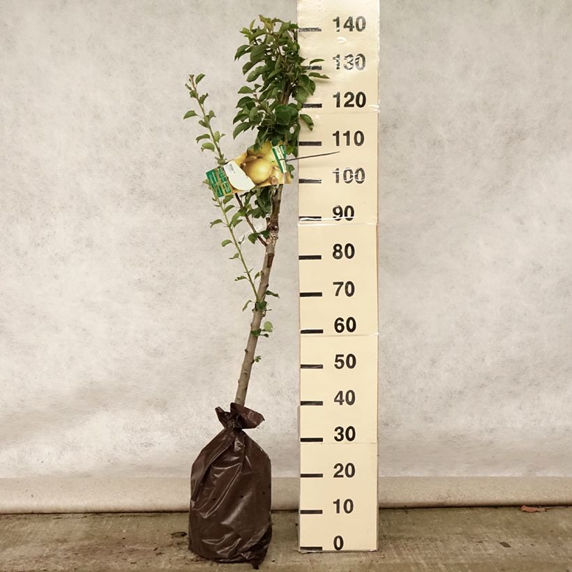 Pyrus communis Super Comice Delbard - Pear Tree Ready-to-plant root ball, Goblet sample as delivered in summer