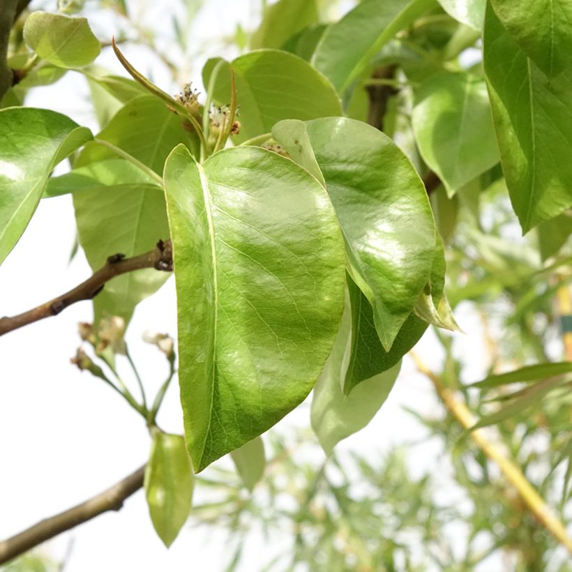 Pyrus communis Triomphe de Vienne - Pear Tree (Foliage)
