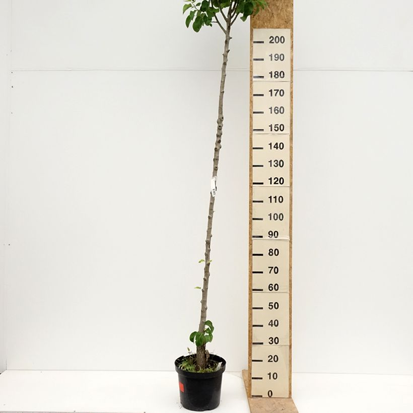 Pyrus communis Triomphe de Vienne - Pear Tree 7.5L/10L pot, StandardShipped height around 175/+cm sample as delivered in spring