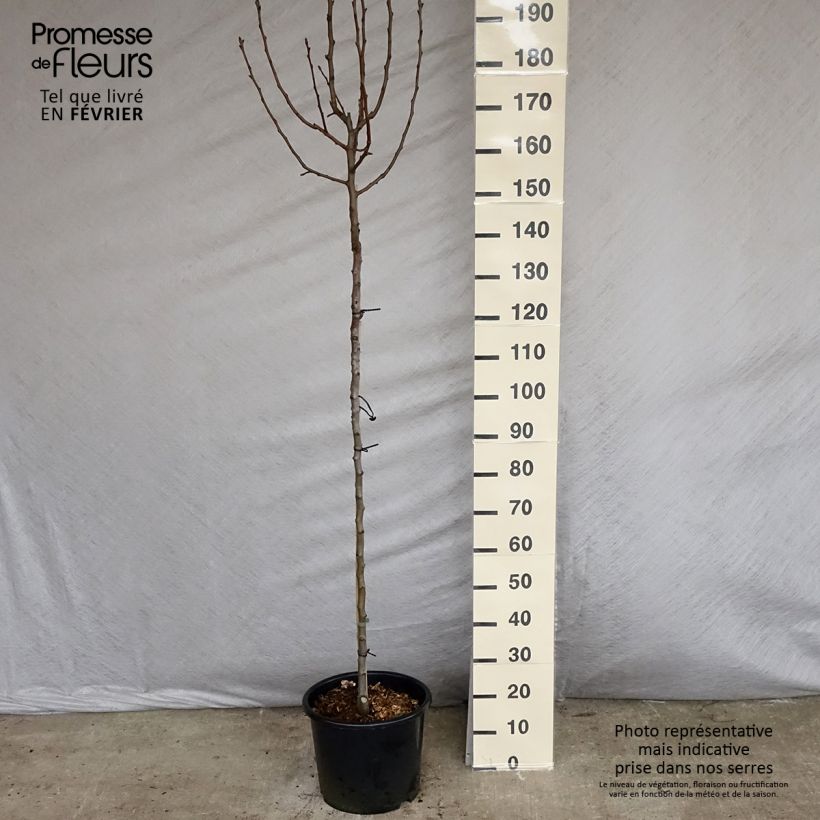Pyrus communis Williams Bon Chrétien Pear Tree sample as delivered in winter