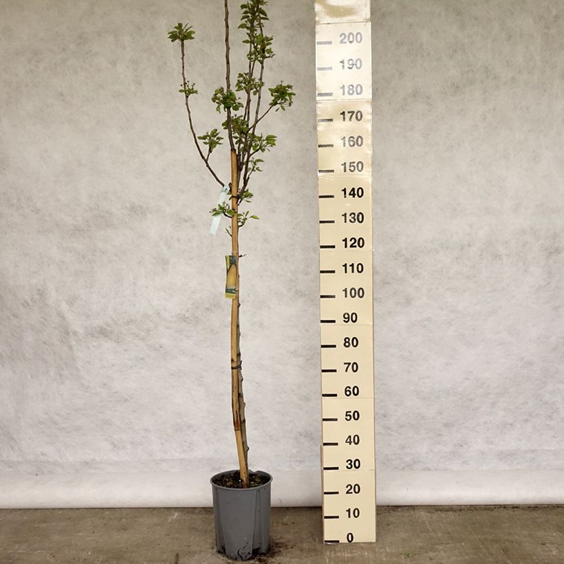 Poirier William's Bon Chrétien Pot de 7,5L/10L, Demi-TigeHauteur livrée env. 150/175cm sample as delivered in spring