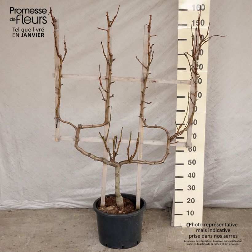 Pyrus communis Williams sample as delivered in winter