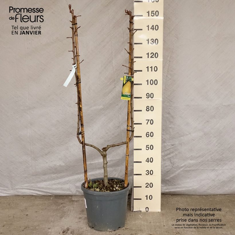 Pyrus communis Williams - U Shape Pear Tree sample as delivered in winter