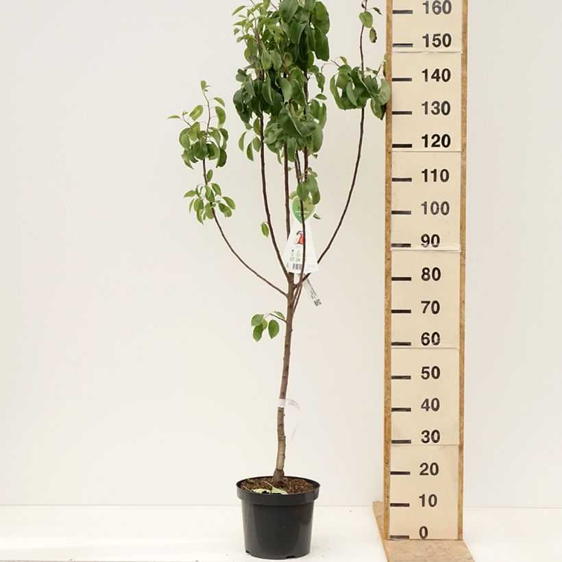 Pyrus communis Red Williams - Pear Tree 7.5L/10L pot, GobletShipped height around 140/160cm sample as delivered in spring
