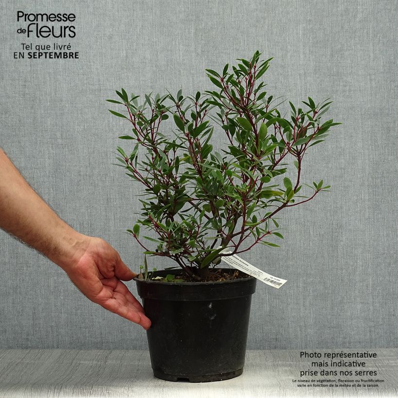 Drimys aromatica 4L/5L pot sample as delivered in autumn