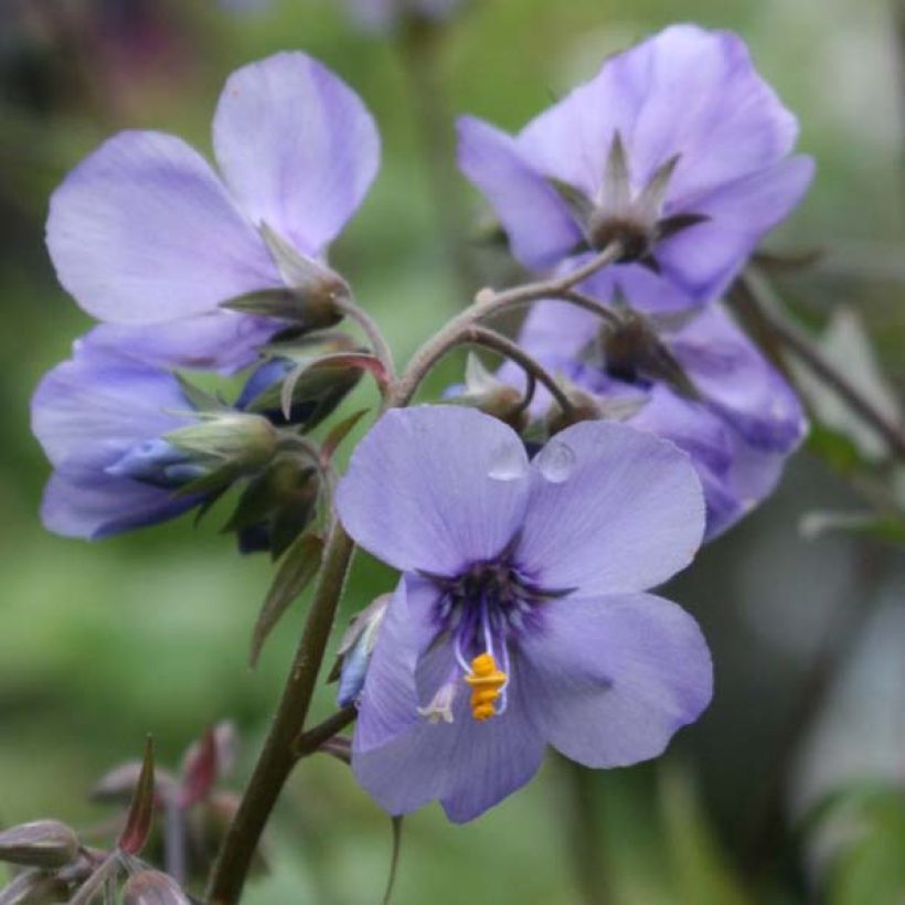 Polemonium Bressingham Purple (Flowering)