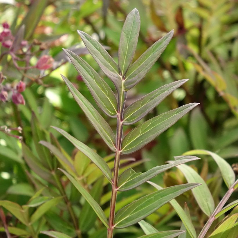 Polemonium reptans x yezoense Heaven Scent (Foliage)