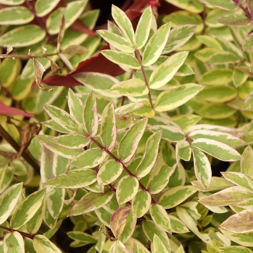 Polemonium pulcherrimum Golden Feathers (Foliage)